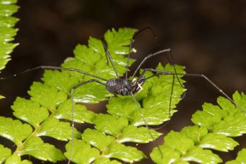 Media type: image; Invertebrate Zoology 152007